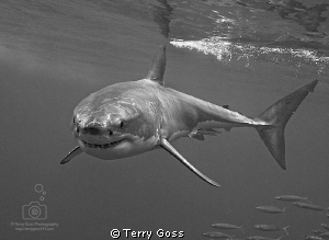 "young white turns" - a lithe, young white shark (Carchar... by Terry Goss 